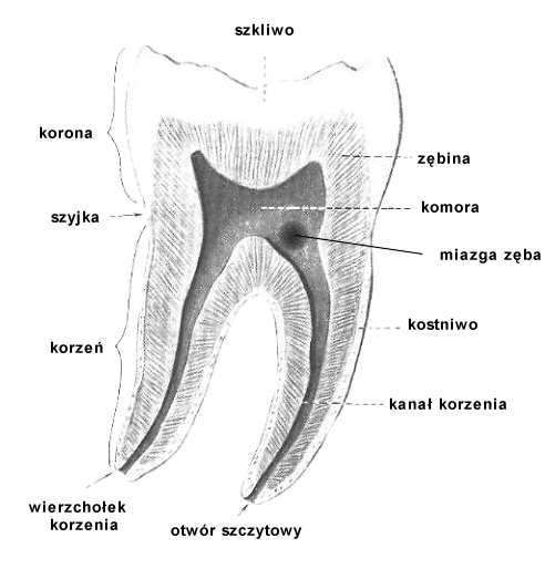 Ząb trzonowy
